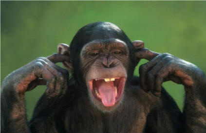 chimp covering ears hear no evil